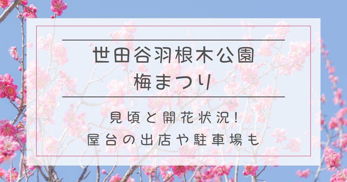 世田谷羽根木公園梅まつり2025見頃と開花状況!屋台の出店や駐車場も